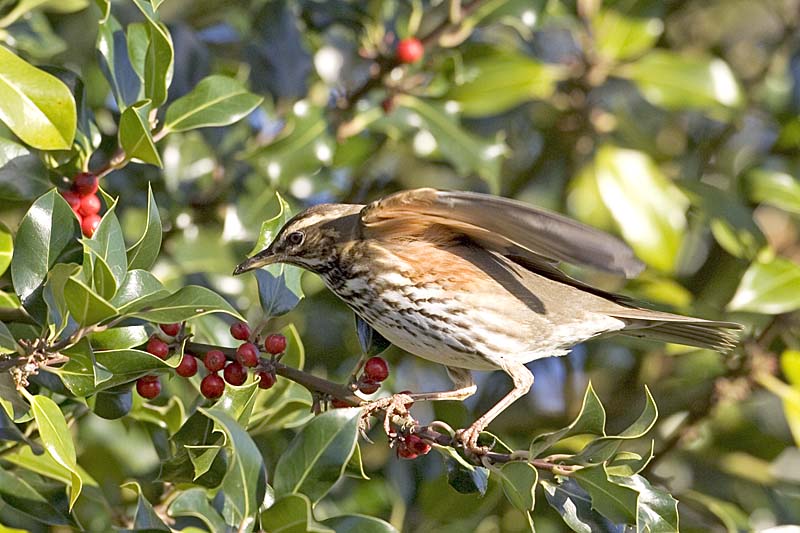 01AD0385 Redwing in Holly Copyright Mike Read.jpg - Redwing Turdus iliacus feeding on berries of Holly Ilex aquifolium Godshill